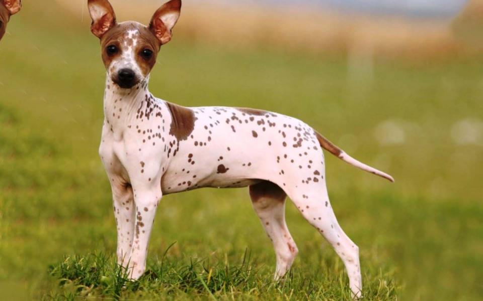 Terrier Americano Sin Pelo