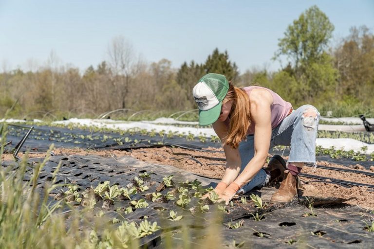 El auge de la agricultura ecológica en España
