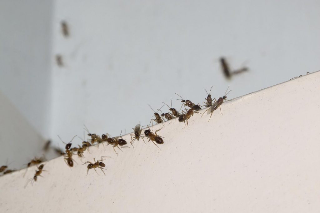 Métodos para eliminar las hormigas: Mezcla entre bicarbonato de sodio y azúcar