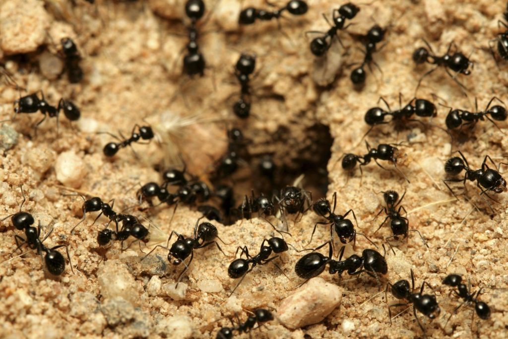 Los granos de café pueden ahuyentar las hormigas