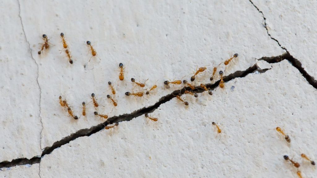 Podemos eliminar las hormigas con cáscaras de pepino y cítricos