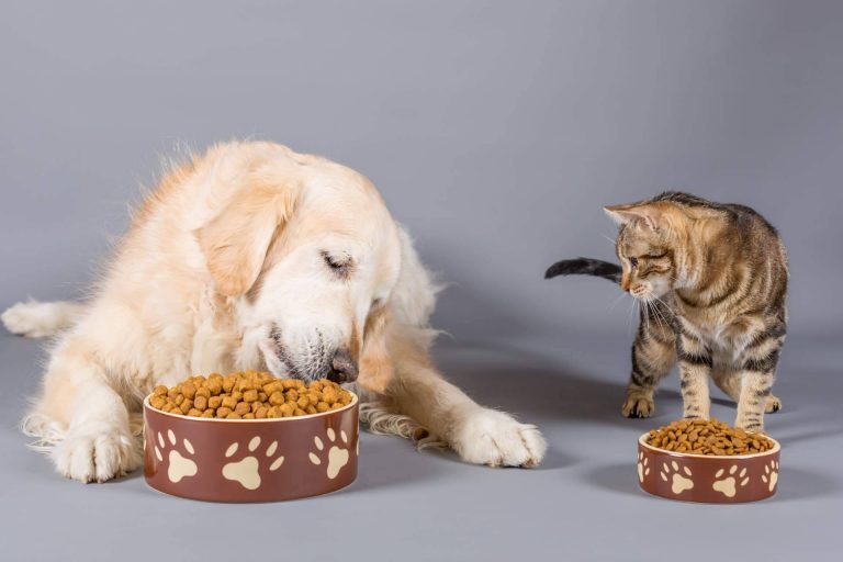 ¿Dónde comprar comida para mascotas? Pixi Mascotas