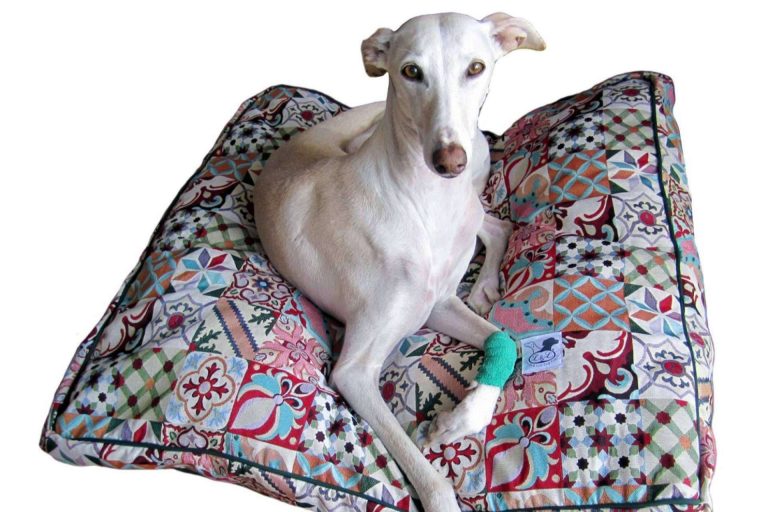 Lucas & Lola ofrece accesorios y ropa para galgo