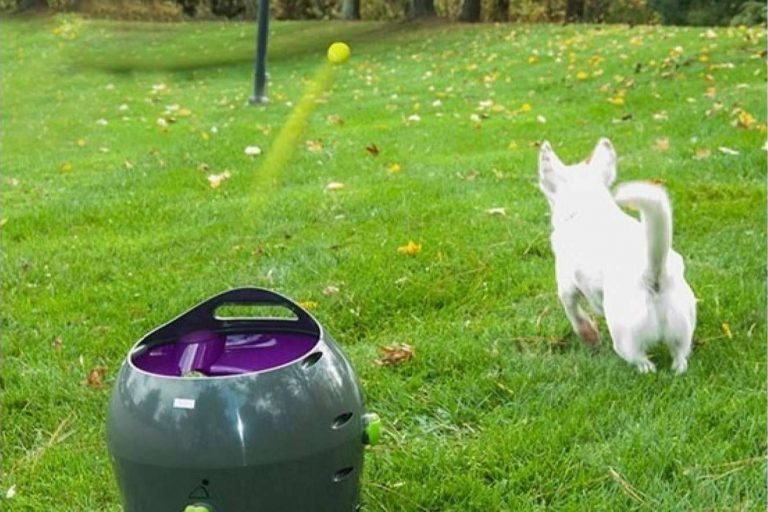 Adquirir juguetes para perros con Lucas & Lola