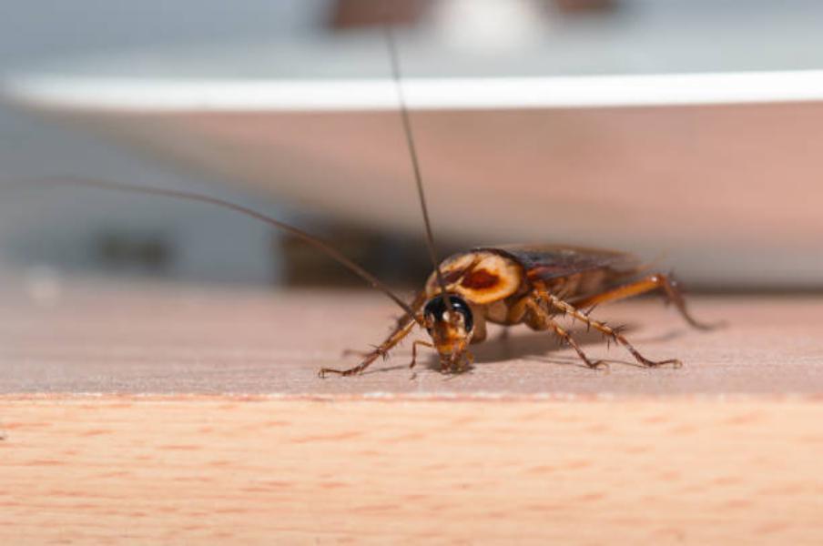 La cucaracha puede vivir sin comer durante semanas