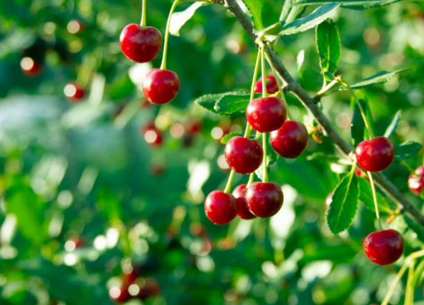 Cómo Se Cultivan Estos Frutos