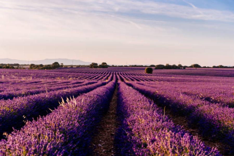 El Pueblo Donde Están Los Campos De Lavanda