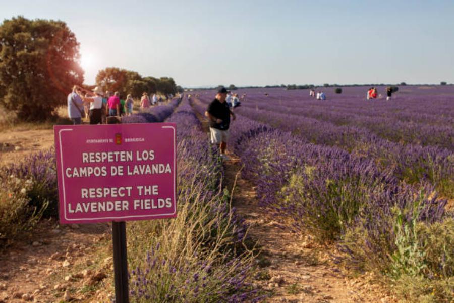 Visitas guiadas por los campos de lavanda en el pueblo de Brihuega