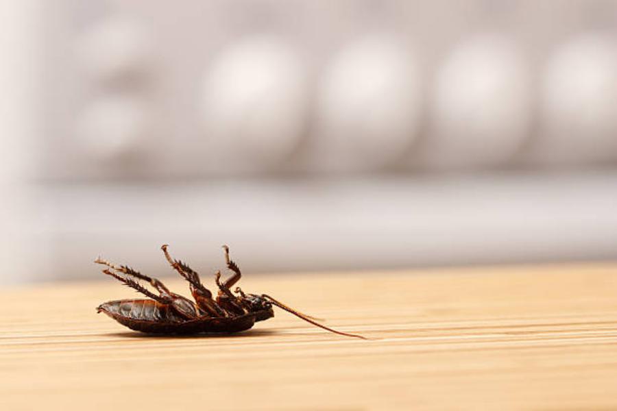 Qué dicen los expertos sobre pisar una cucaracha