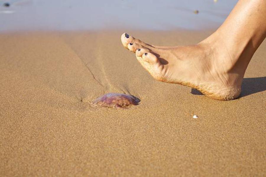 El Problema De Las Medusas En El Mar