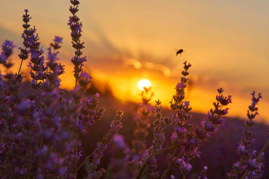 Los campos de lavanda en el pueblo de Brihuega