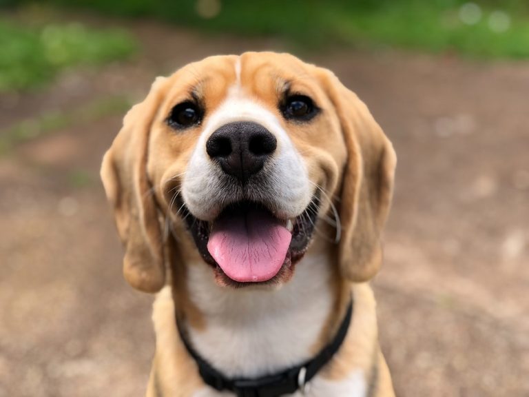 Pienso natural para perros: ¿Cuál escoger?