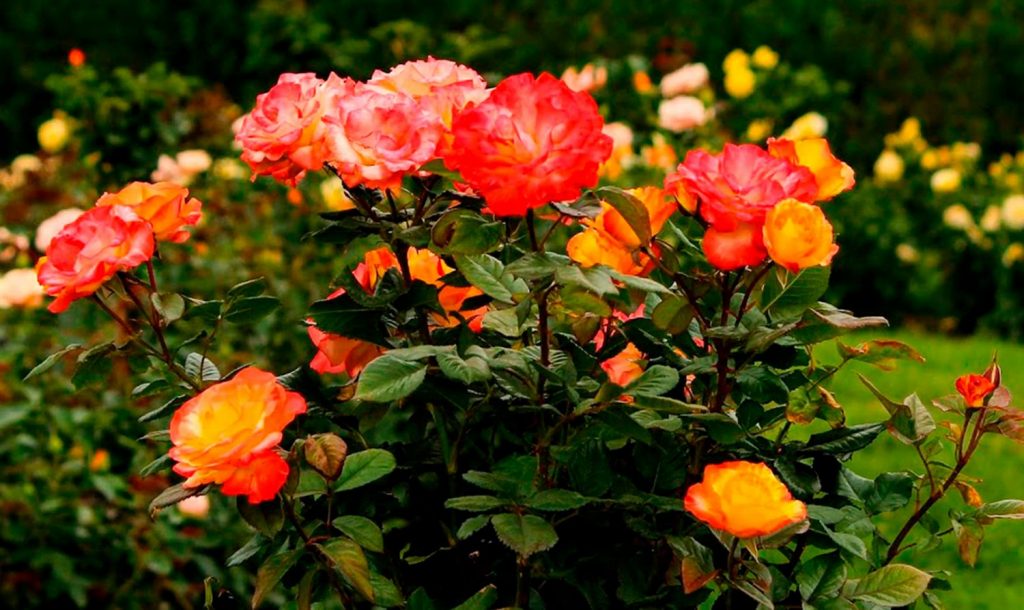 Plantas de interior todoterreno: estas soportan el calor extremo