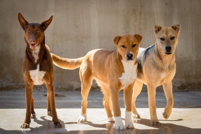 PACMA, contra la futura Ley de Protección Animal y la modificación del delito de maltrato animal: «Son un retroceso»