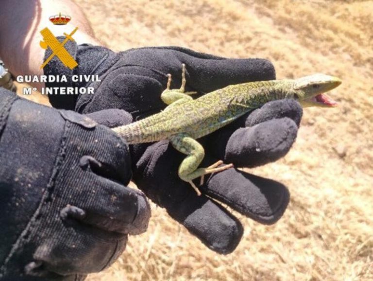 Investigado por capturar en Albacete un lagarto ocelado para tenerlo de mascota