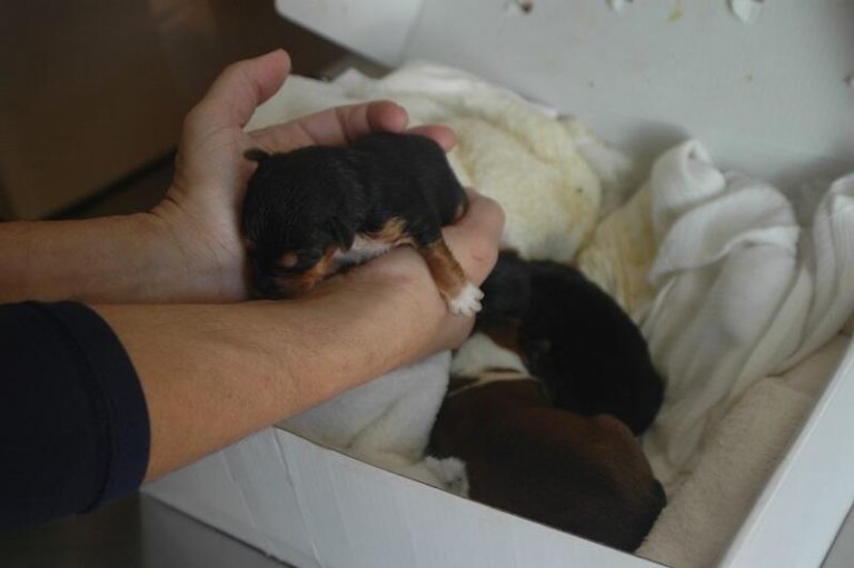 España tiene una de las tasas de abandono de animales más altas de Europa