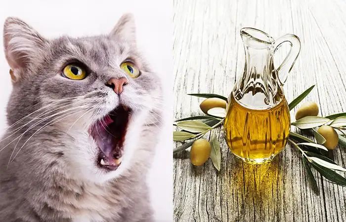 El aceite de oliva y las mascotas