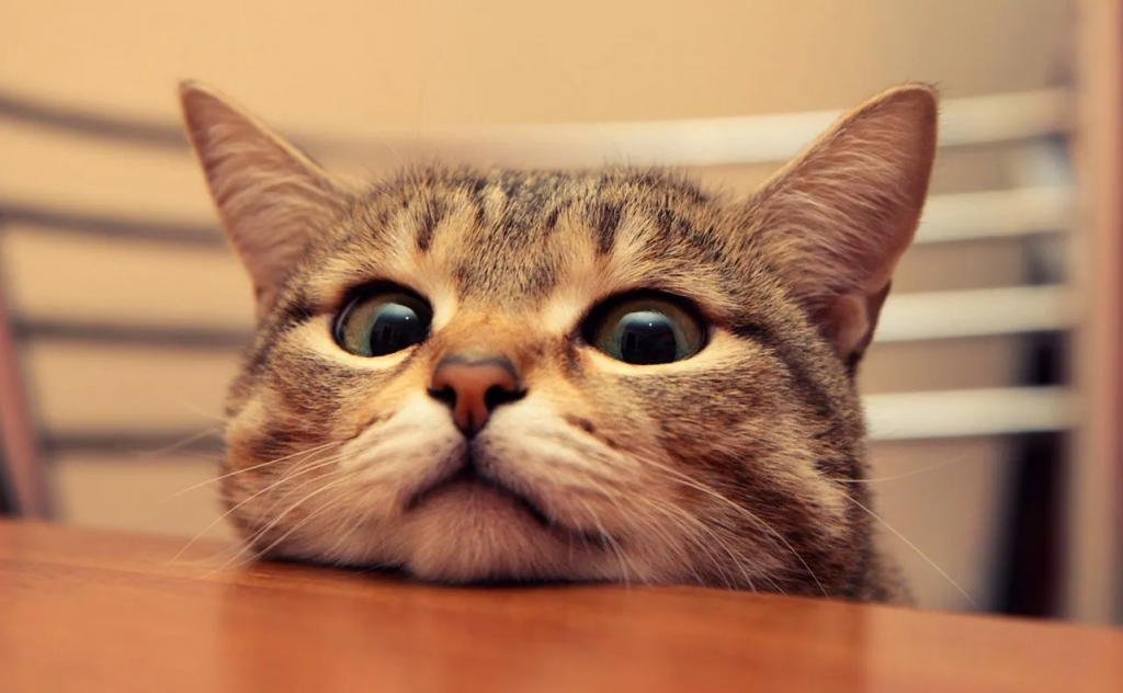 Cats of Instagram