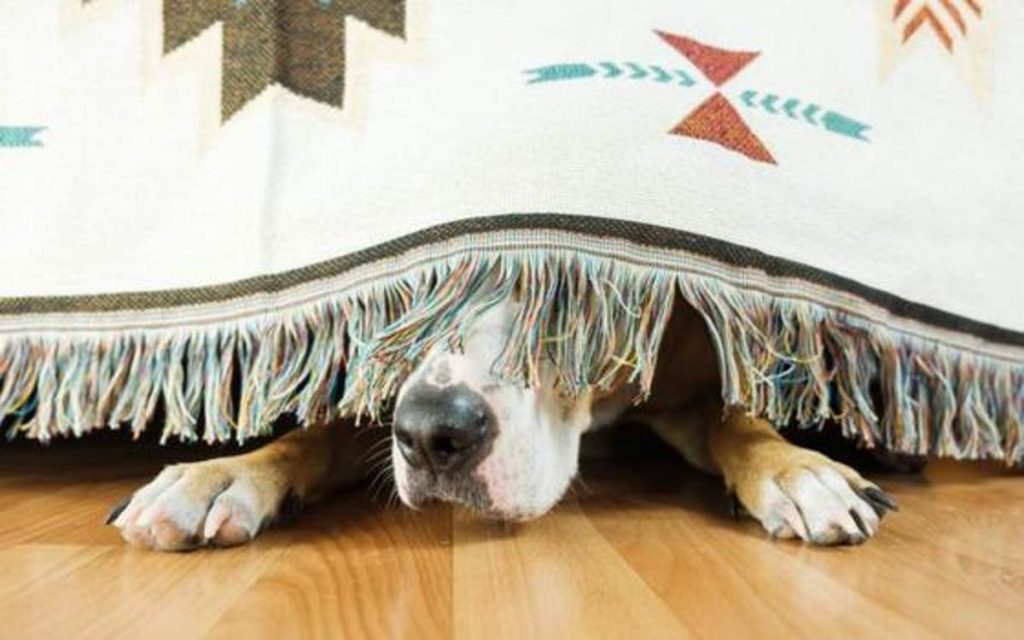 Ponte a distraer al perro