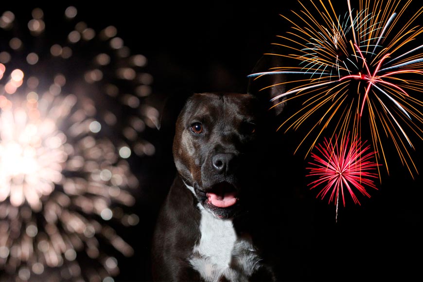 ¿Qué Efectos Producen Los Ruidos En Los Perros?