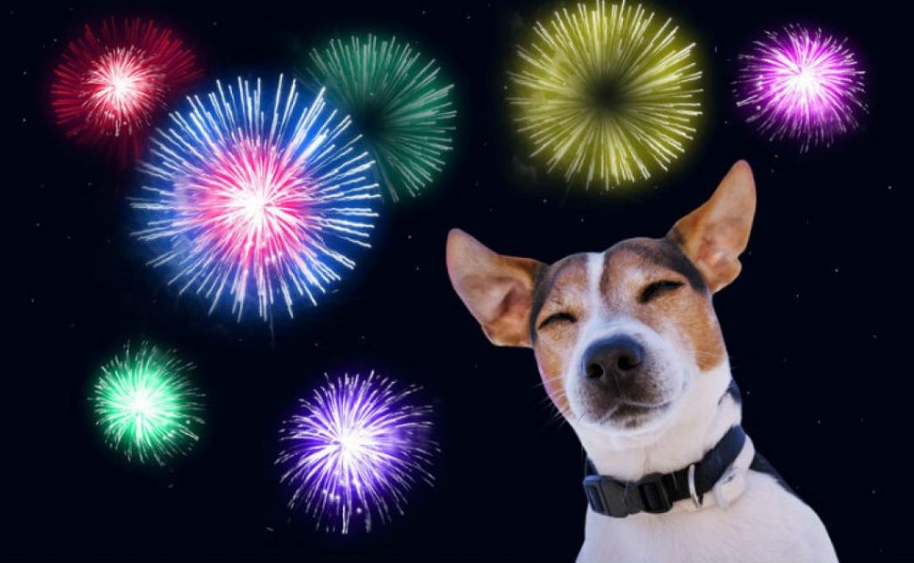Mantén la calma y no regañes al perro