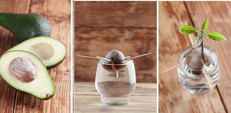 Consejos Para Plantar Un Aguacate Desde El Hueso 2 ¿Qué Necesito Para Plantar Mi Propio Aguacate?