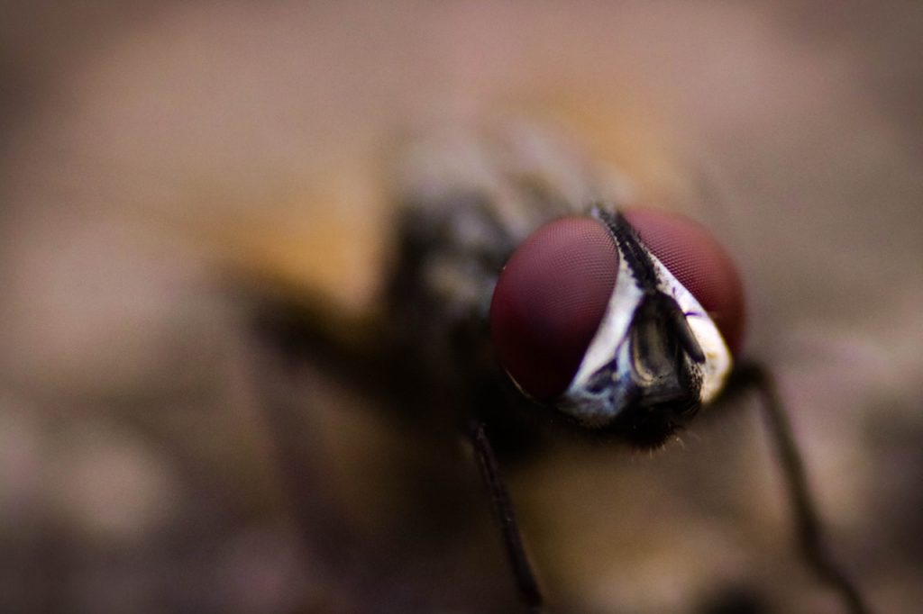El Ajo Es Un Pesticida Natural