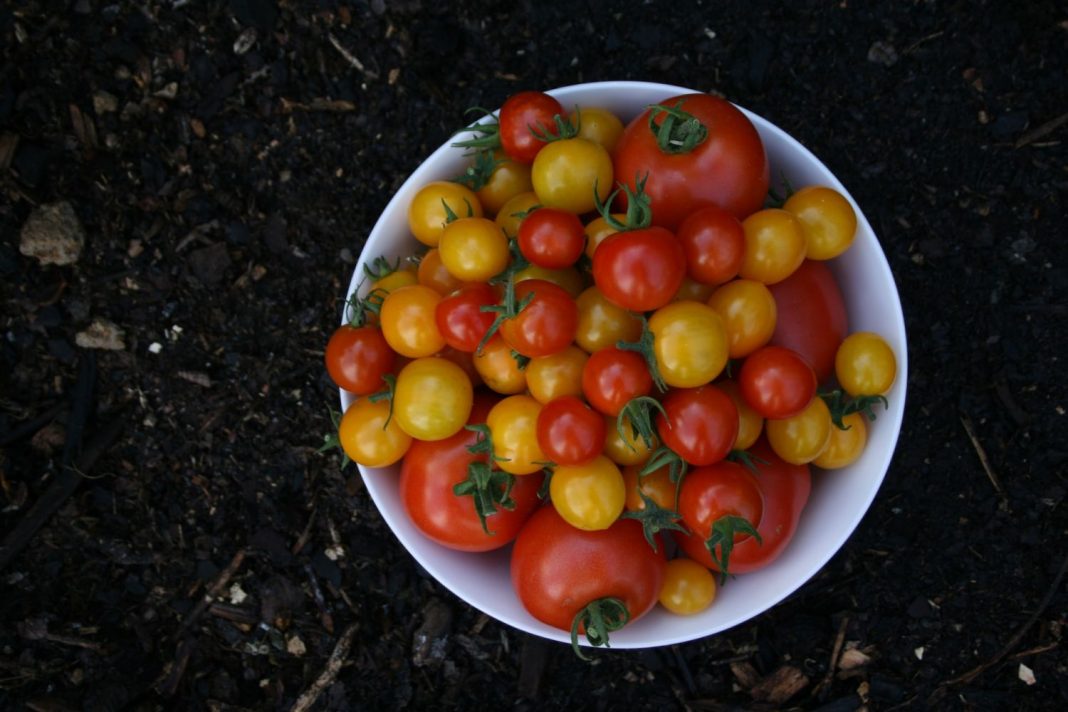 tomate cherry