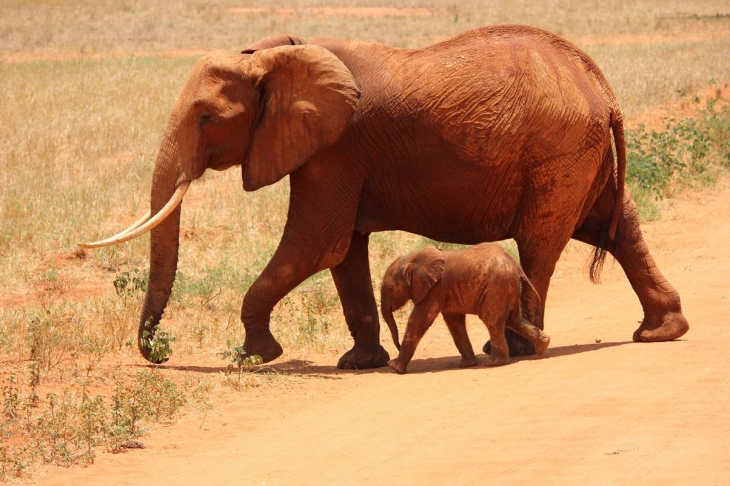 España Se Pone A La Vanguardia Con La Ley De Bienestar Animal