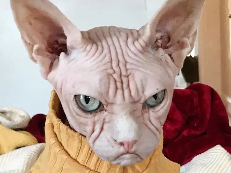 Loki_The_Sphynx