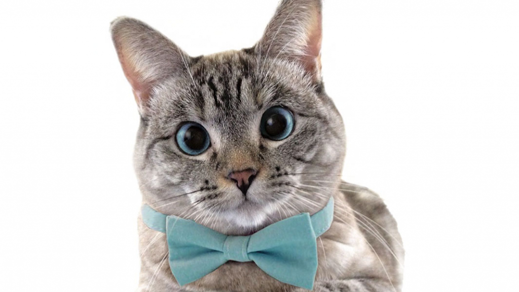 Nala_cat