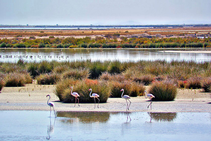 Parque Nacional De Doñana