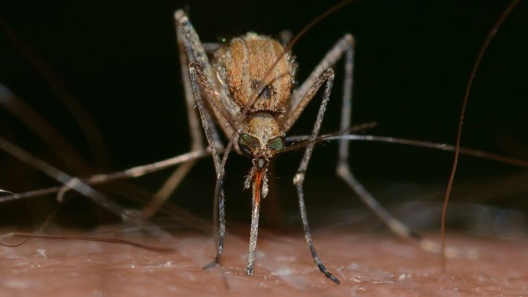 Productos antimosquitos que no valen para nada la pena según la OCU