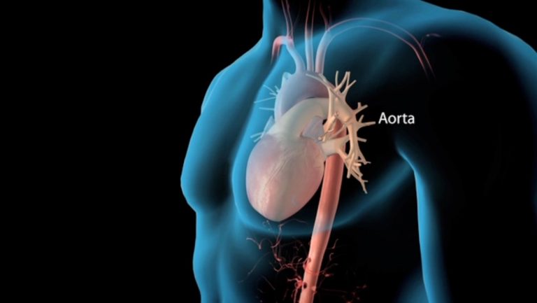 Qué es la arteria aorta