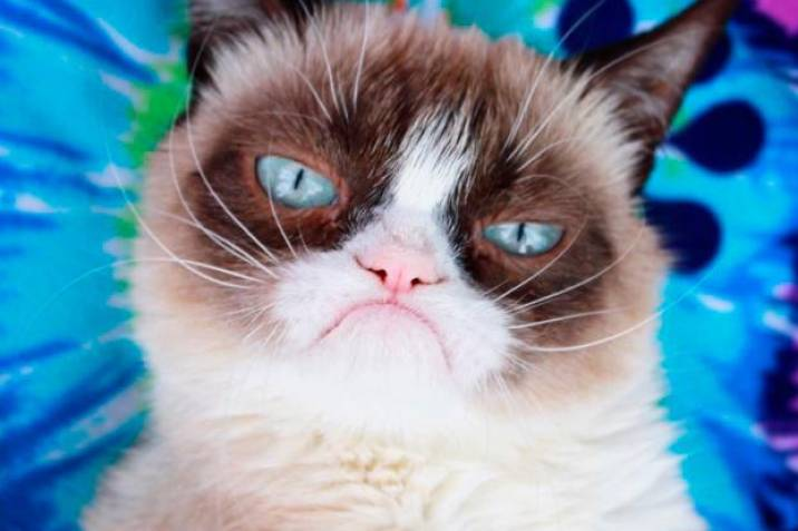 Realgrumpycat