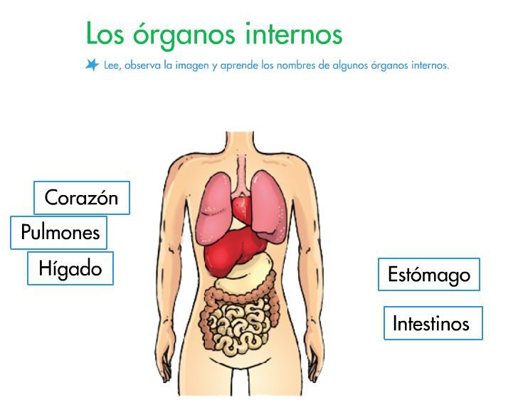 Curiosidades Sobre El Cuerpo Humano