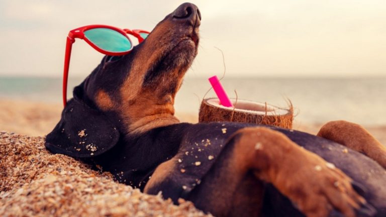 Los mejores hoteles para ir acompañado de tu perro