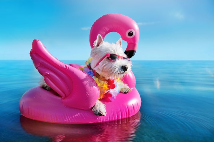 Un Sitio Que Satisface Todas Tus Necesidades Y Las De Tu Mascota