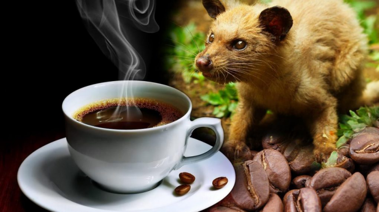 Este es el café más caro del mundo