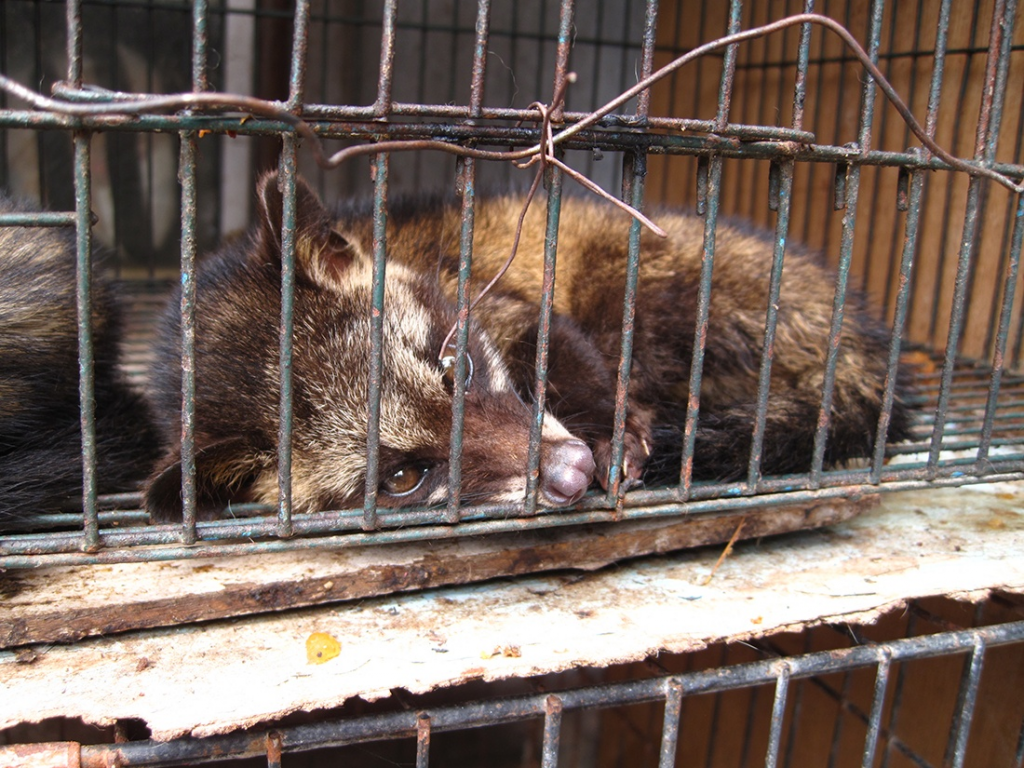 El Lado Oscuro Del Café Kopi Luwak