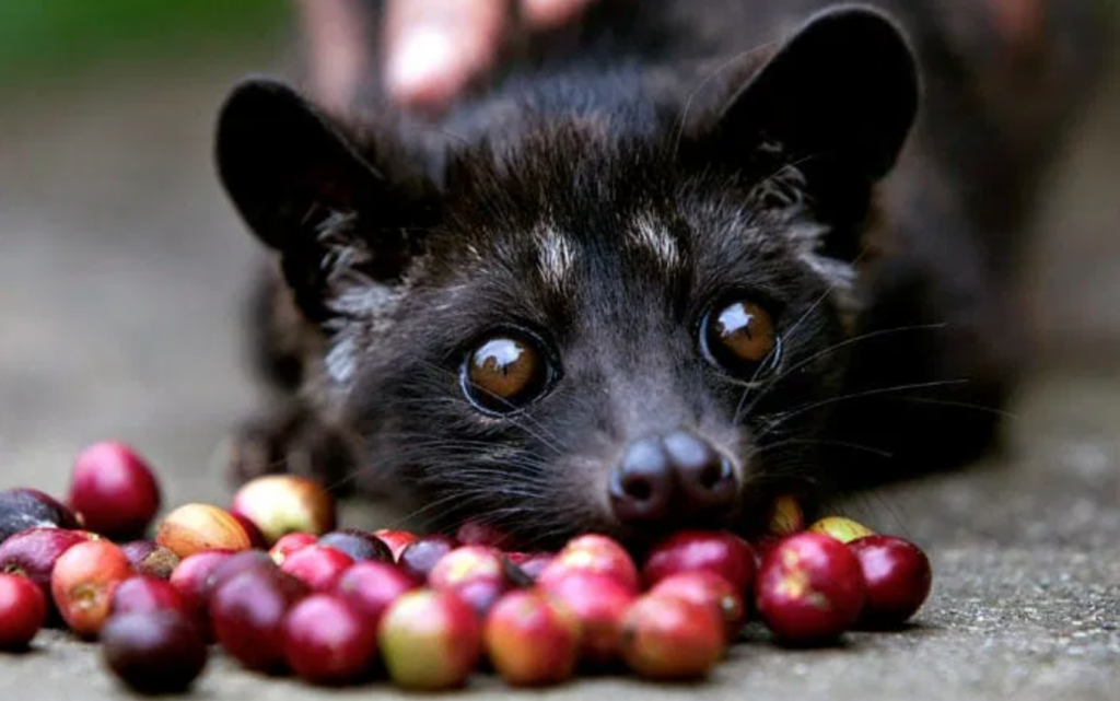 El Origen Del Café Kopi Luwak