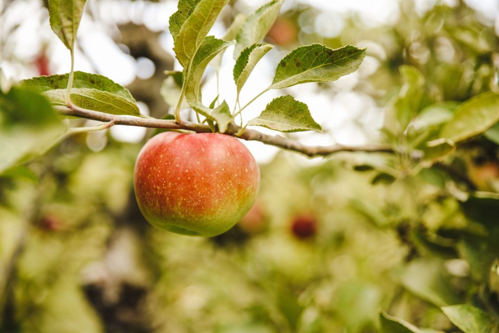 Dieta De La Manzana: Así Puedes Perder 2 Kilos A La Semana