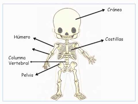 Curiosidades Sobre El Cuerpo Humano