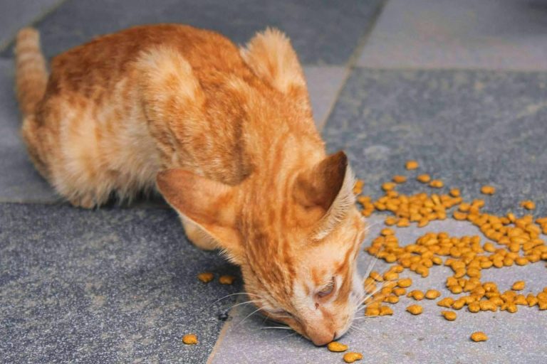Piensos para gatos que garantizan una vida saludable del animal