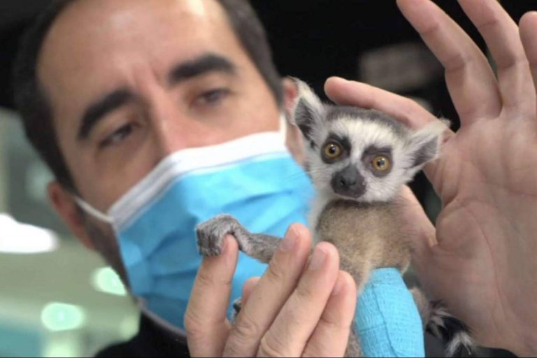 Garrapatas y desparasitación en mascotas, de la mano de Hospital Veterinario Privet