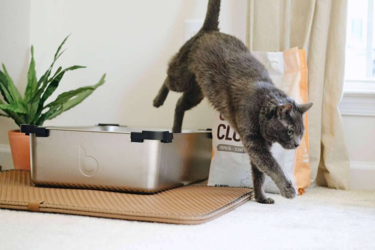 El blog especializado en gatos Miminino explica los diferentes tipos de arena para gatos
