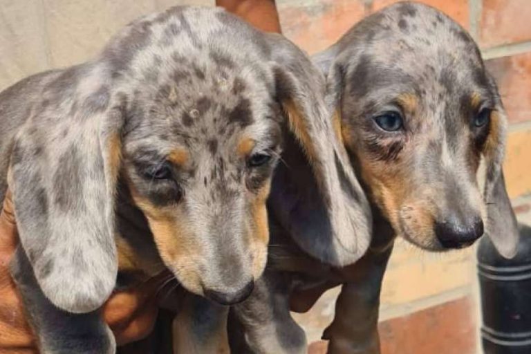 Un espacio donde encontrar cachorros de raza, Tienda Cachorro