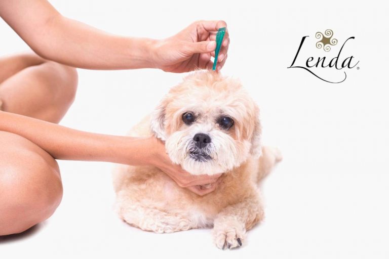 Lenda, prevenir parásitos externos perros en verano