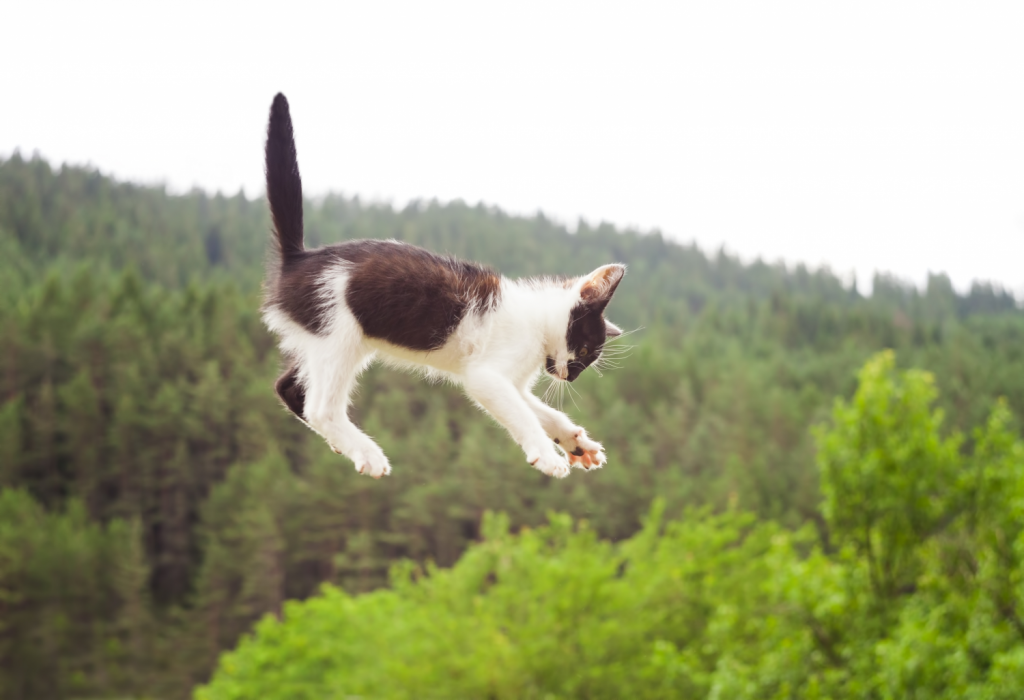 Las habilidades del gato