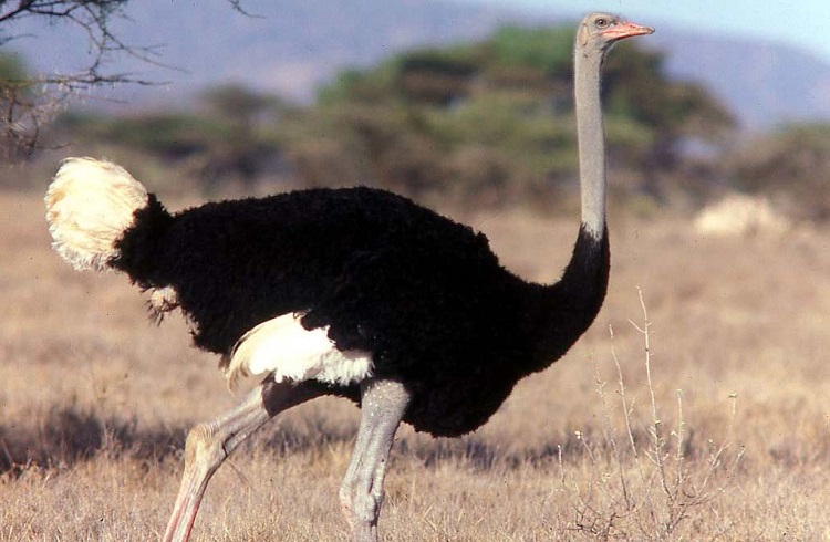 Mitos Que Son Mentira Del Mundo Animal